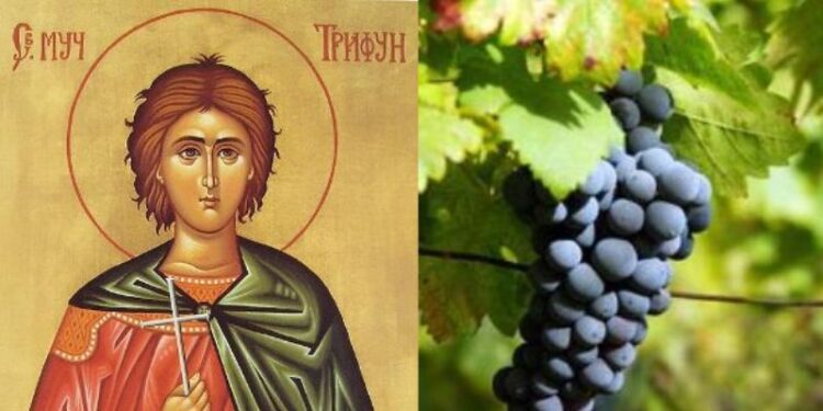 Данас је Свети Трифун: Празник виноградара, чувар природе и заштитник искрене љубави